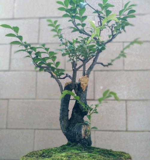 黑骨茶的风水福泽（探寻黑骨茶的摆放位置与寓意）