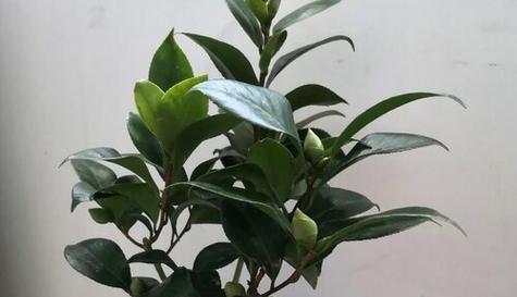 酱油水适合浇什么花（探究酱油水对花卉的影响）