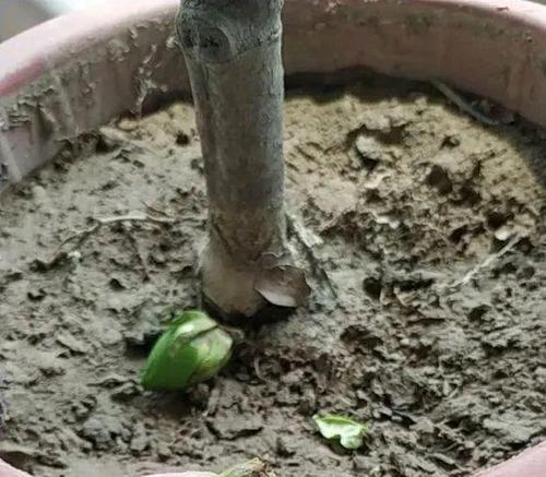 胶泥土的植物种植指南（从土壤性质、养分和水分要求出发）