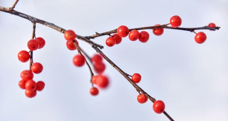 红豆寓意的爱情之美（红豆象征的爱情寓意及代表什么）
