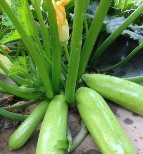角瓜种植时间最佳选择（掌握种植技巧）