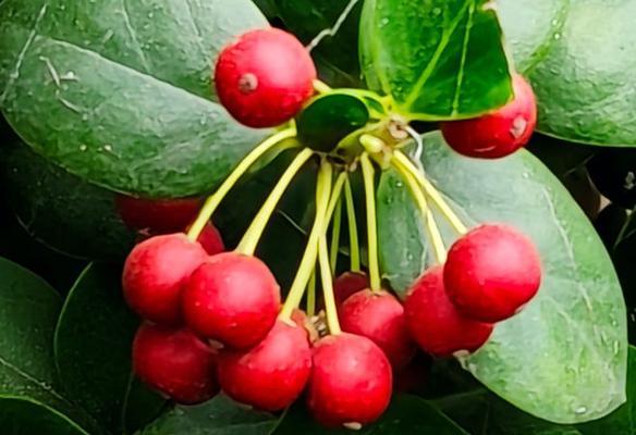 红果花语与寓意，传递爱与热情（以红果为纽带）