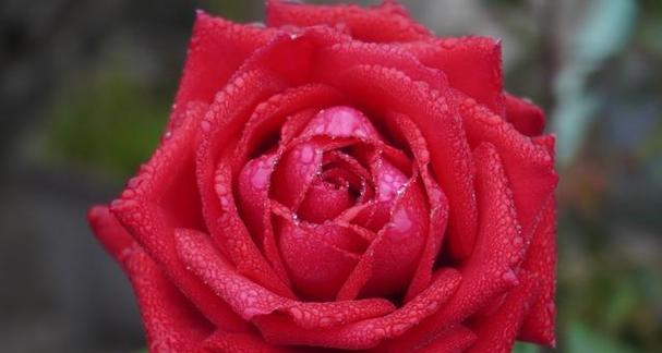 红玫瑰的花语与含义（11朵红玫瑰象征着什么）