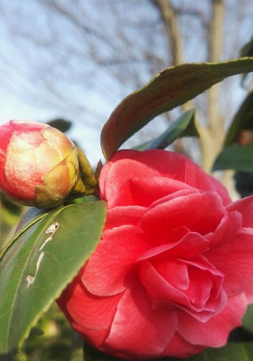 红色山茶花的花语与代表意义（红色山茶花的美丽与深远寓意）