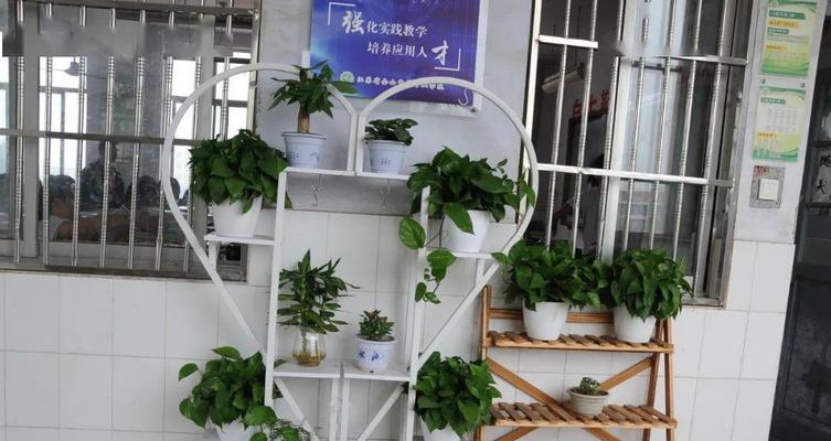 教室装饰，这些植物最适合（为你的学习环境添点绿色）