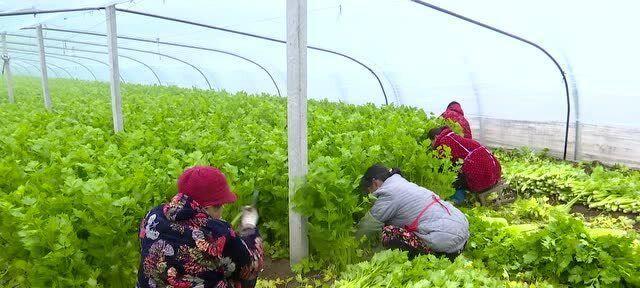 酵素浇菜——一种新的健康饮食方式（酵素的功效和作用）