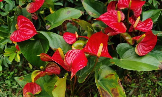 红掌花语与寓意——美丽与热情的象征（探寻红掌花语与寓意之美）