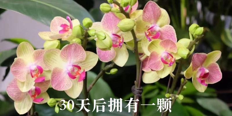 酵素是蝴蝶兰生长的好帮手（了解酵素的魔力）