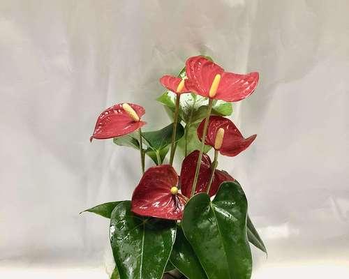红掌花的花语与寓意（唤醒热情与爱情的红掌花）