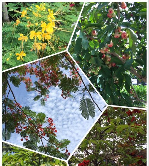 接机送花，用什么花好（送花必备）