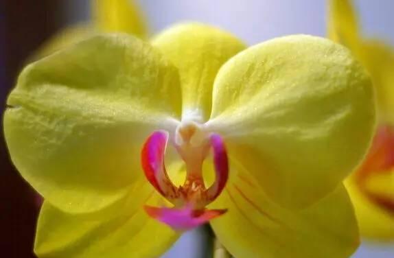 蝴蝶兰花语与代表意义（传递美丽与祝福的蝴蝶兰花）