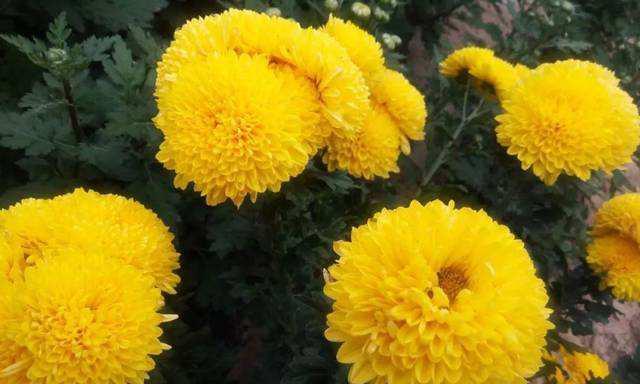 以黄菊花花语代表什么意思（探索黄菊花的花语与象征意义）