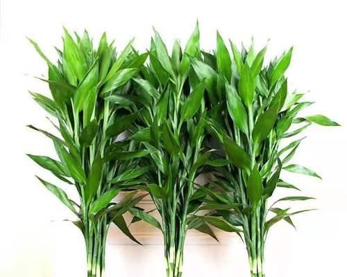 节节高怎样养殖才能茁壮成长（科学育苗和日常管理是关键）