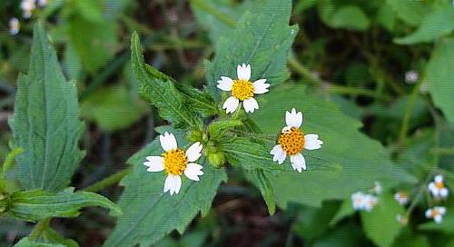节节花的神奇功效——健康宝库（节节花——美容）