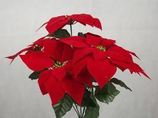 缤纷花海，迎接节日（探寻各地节日花卉之美）