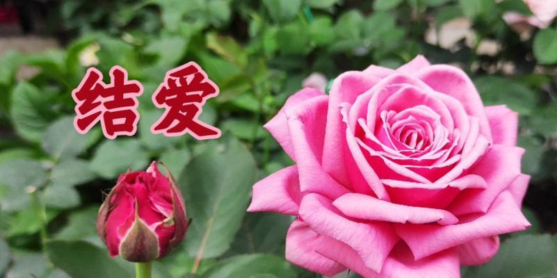 结爱月季的优缺点（探究结爱月季的特点和种植技巧）