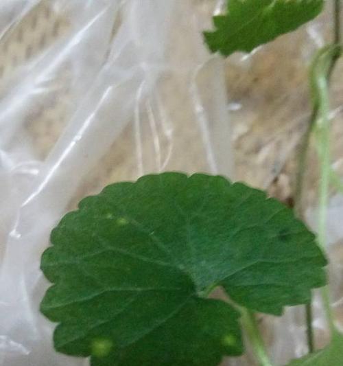 结石草的形态特征与生态习性解析（探究结石草的形状）
