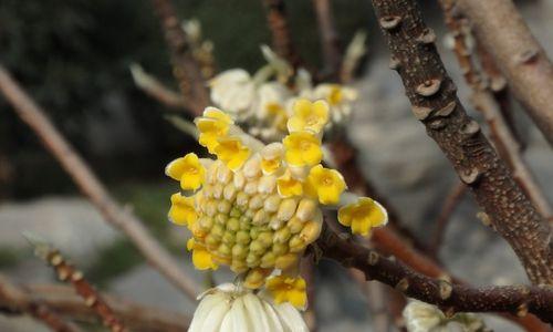 结香树的养护与成长（如何让结香树健康茁壮地成长）