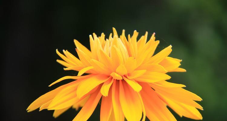 金光菊的花语与寓意（探秘金光菊的内涵与象征）
