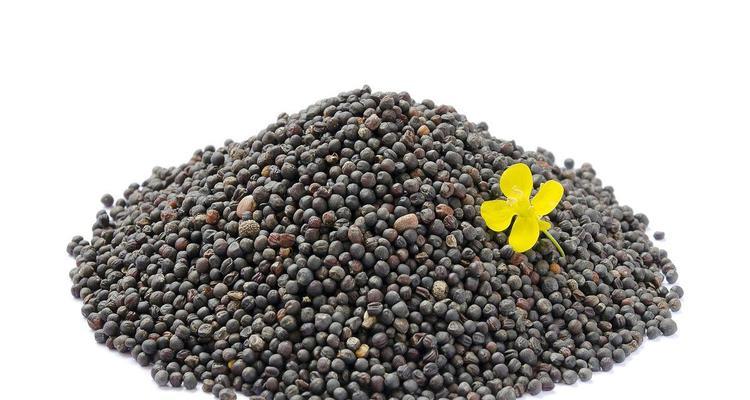 芥末籽——一种常用调味品的来源（了解芥末籽的产地）