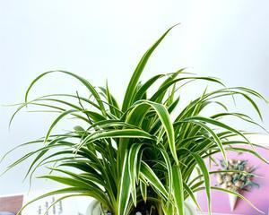 金边吊兰水培教程（从选苗到养护）