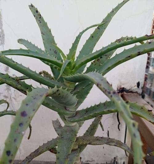 以龙爪开花（揭开龙爪花的神秘面纱）