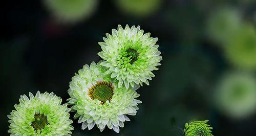 绿菊花的花语和寓意（探究绿菊花的美丽与含义）