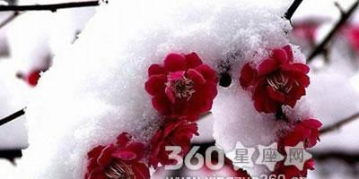 梅花的花语与象征寓意（傲雪凌霜）