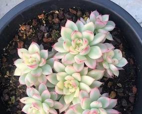 女雏会开花的花语与寓意（探秘女雏会开花的花语）