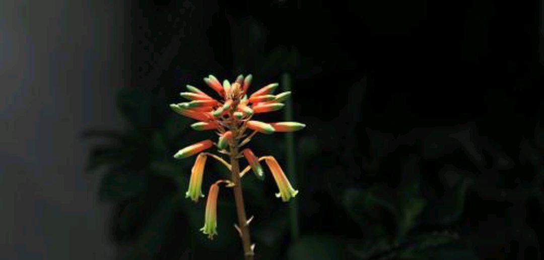 菩提花的花语与寓意（解读菩提花的象征与内涵）