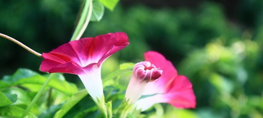 牵牛花的象征意义（探索牵牛花作为象征的深层内涵）