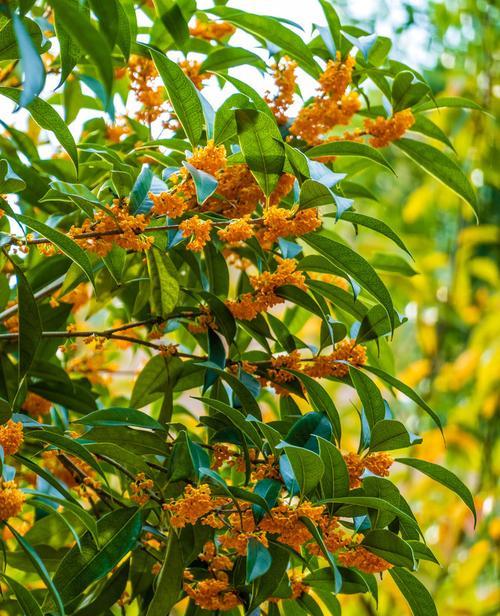 日照市花桂花的象征意义（桂花香气扑鼻）