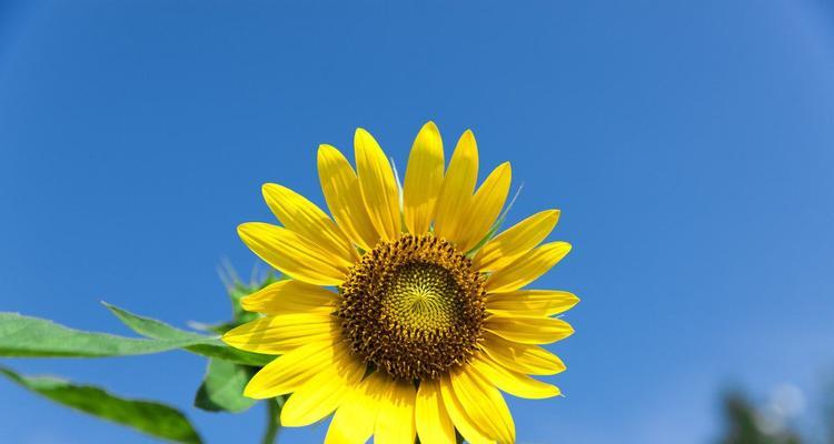 向日葵之恋（花开向阳）