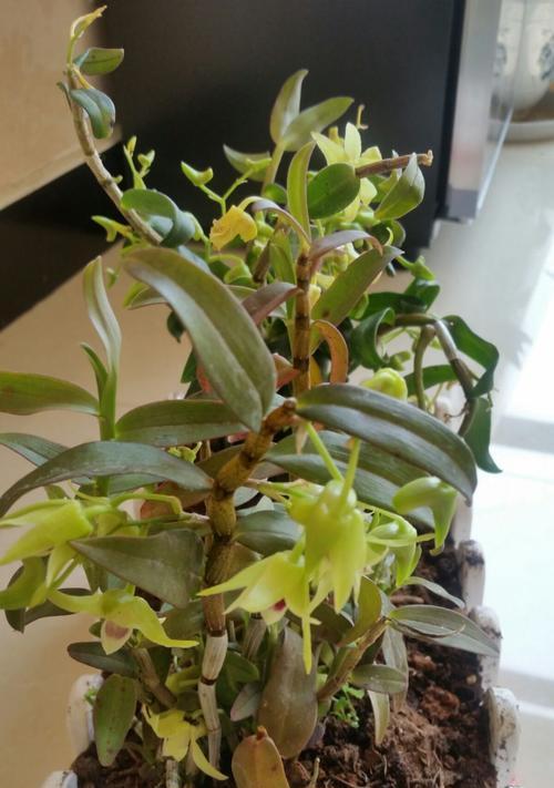 石斛开花的寓意与兆头（探寻石斛花开的美丽寓意及其象征意义）
