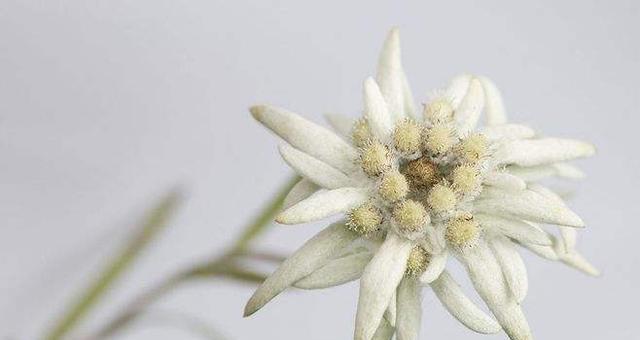 用玫瑰花诠释爱情永恒（探寻玫瑰花在爱情中的象征意义）