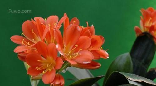 花语与财运（探寻财运花之秘）