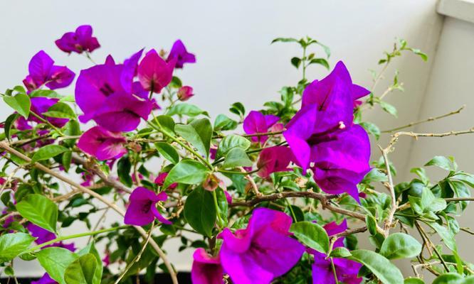 花开花谢，结束的象征（以白玫瑰代表结束的含义）