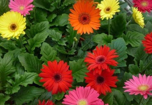 用百合花表达深情亲情（花开花落）
