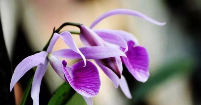 生命之花（以花朵为媒介）