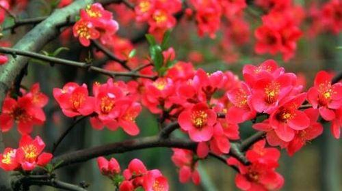 相思之花（探寻以何种花代表相思的文化意涵）