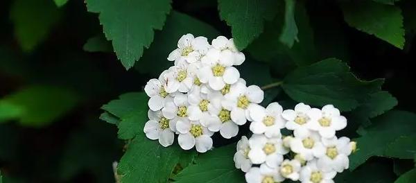 花语尊敬(美丽的百合) 花语尊敬(美丽的百合)