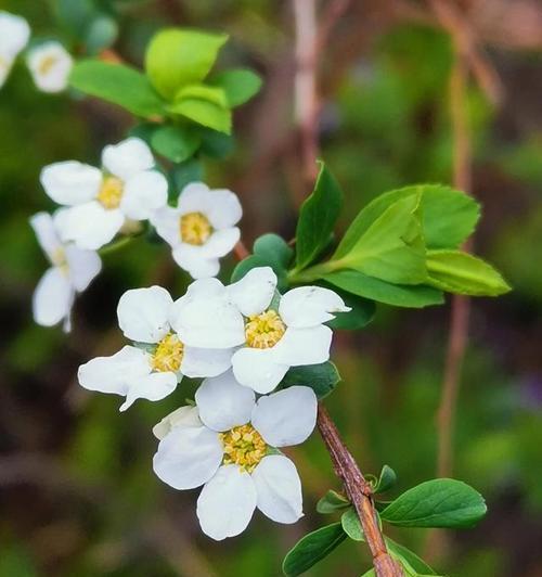 桃花的花语及其象征意义（探秘桃花的吉祥象征与文化内涵）