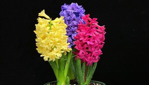 花语解读（好久不见）