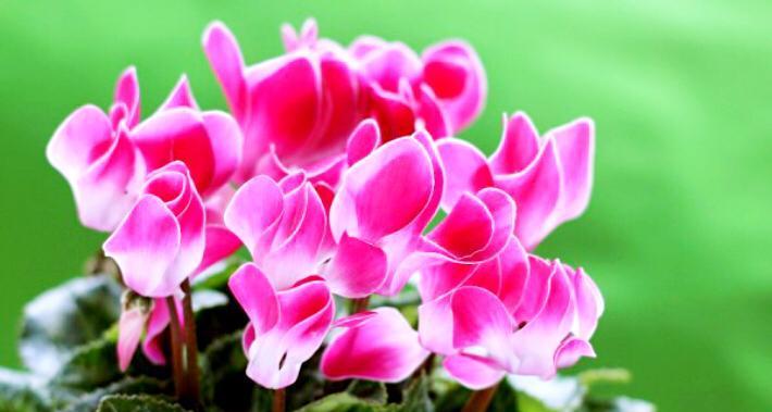 冷漠无情的花语世界（揭秘花朵中的无情暗示）