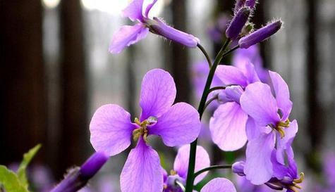 平凡之花（平凡如菊）