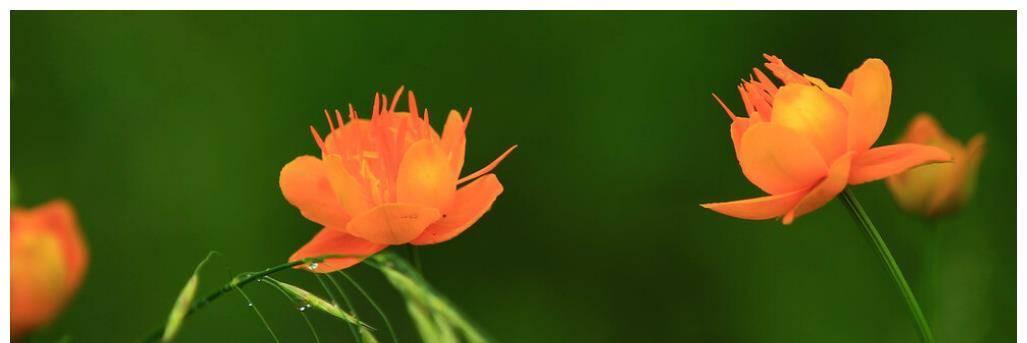 牵挂之花（用花语表达深深的关怀与牵挂）
