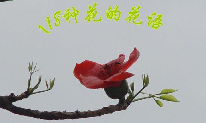 团结之花（以太阳花为象征的团结与和谐）