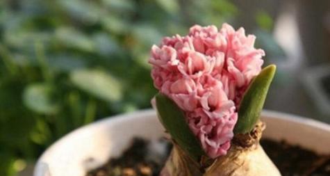 用百合花拯救世界的力量（百合花语的启示与拯救行动）