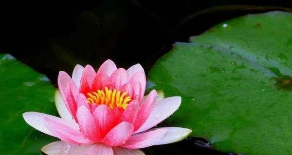 睡莲花语与象征意义（清澈的灵魂之源——睡莲的美丽寓意）