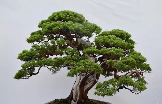 松柏的象征意义（一株绿叶传递的力量）